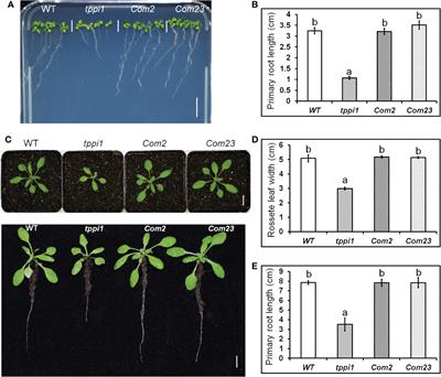 The Arabidopsis thaliana trehalose-6-phosphate phosphatase gene AtTPPI regulates primary root growth and lateral root elongation